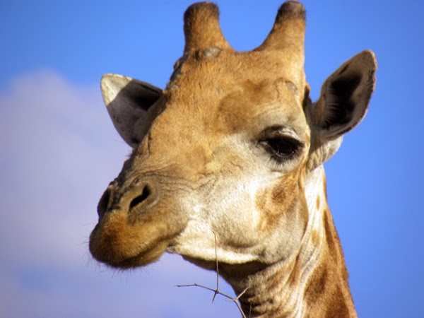 How do giraffes adapt to their environment?